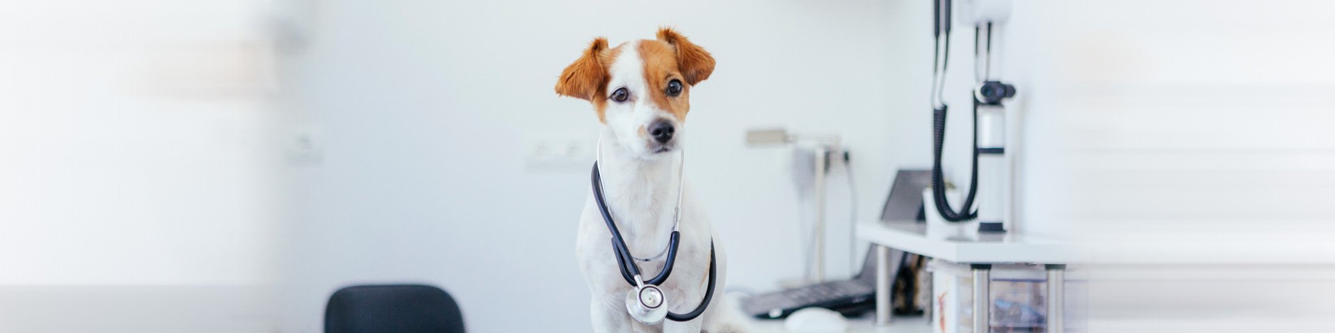 centro médico veterinário santo chico centro cirúrgico